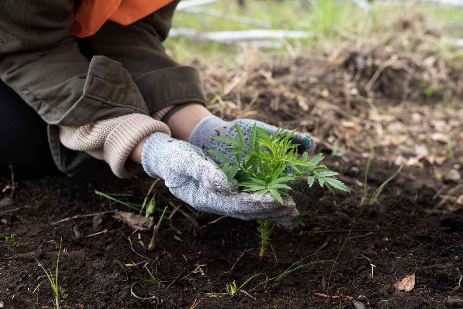 Best Tree Stump Removal  in Chieand, FL